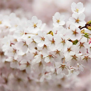 Meet your Posher, Tracey